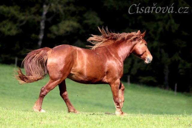 Klisna Pauza na pastvině