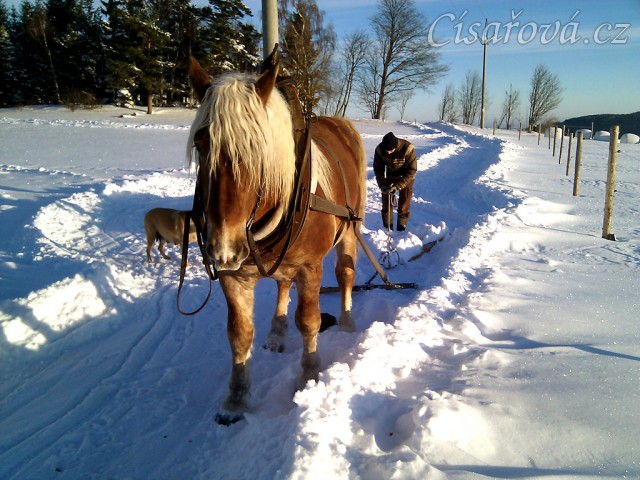 Údržba příjezdové cesty v zimě, hřebec Cherokee, který se u nás učil tahat