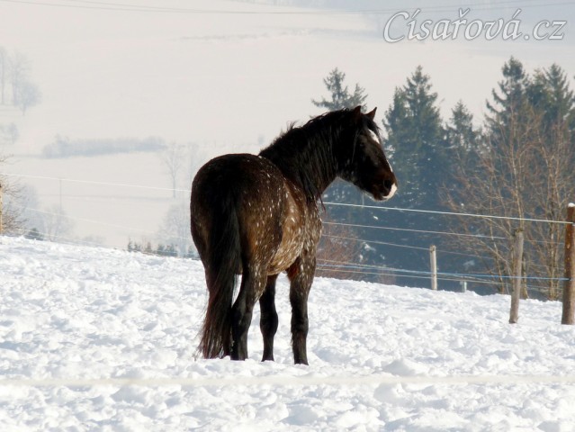 Pěkná zima, hřebec Gimli