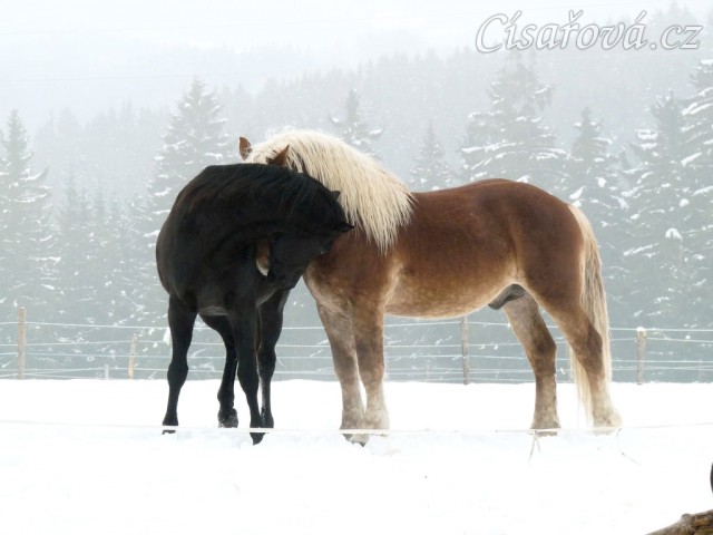 Pěkná zima, hřebci Carthago a Cherokee