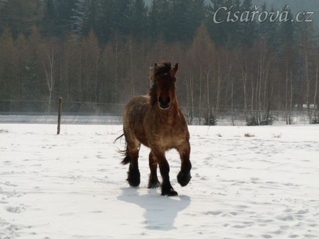 Pěkná zima, ardenka Fiona