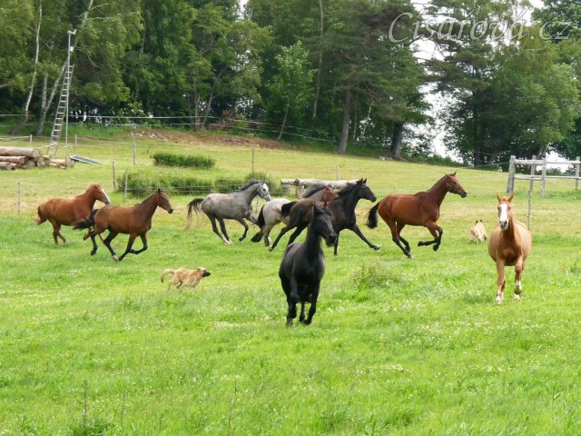 Stádo klisen při přehánění na novou pastvu