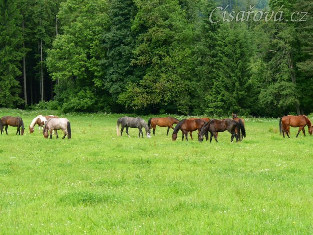 Stádo klisen na pastvě