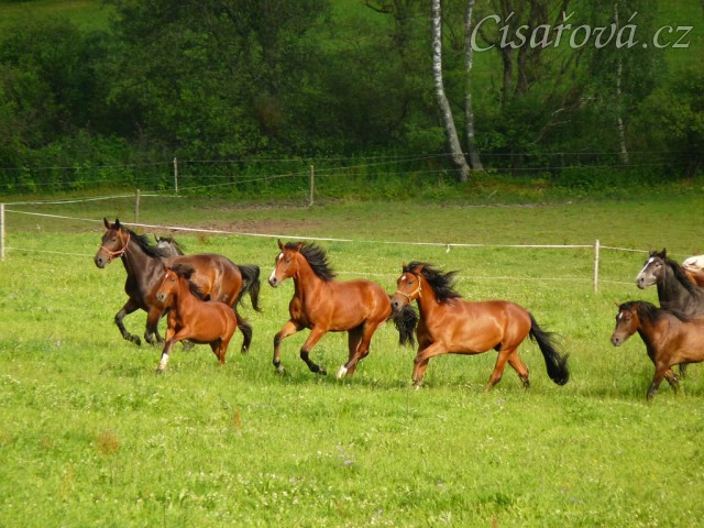 Hřebci na pastvinách