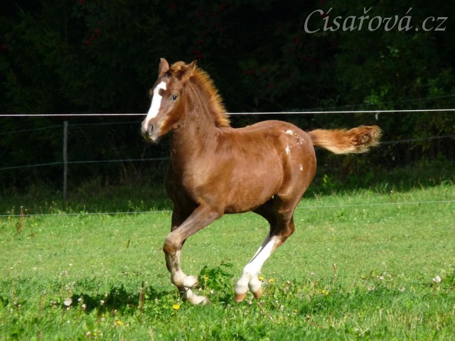 Klisnička WPBr Goldie