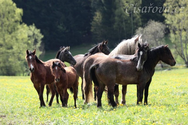 Foto Zdeňka Šimková