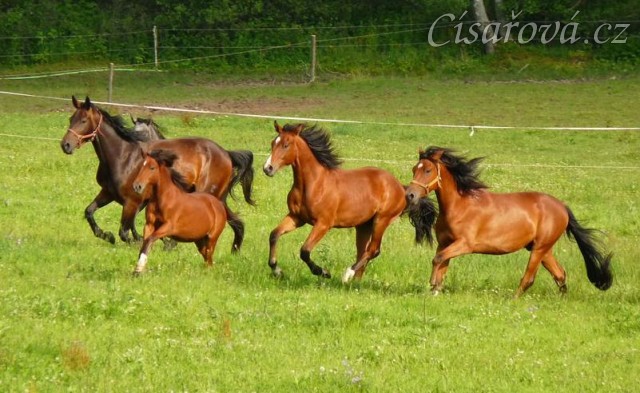 Ballo jeden rok starý