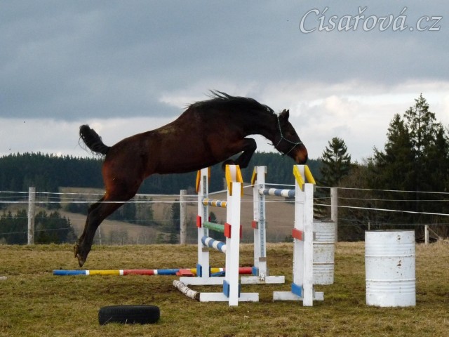 Chesterton při skákání ve volnosti po půl roce výcviku - 145cm