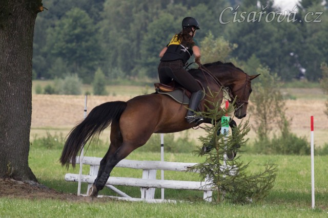 Ascara, KMK čtyřletých koní ve všestrannosti (ZK), Humpolec 18.7.2014