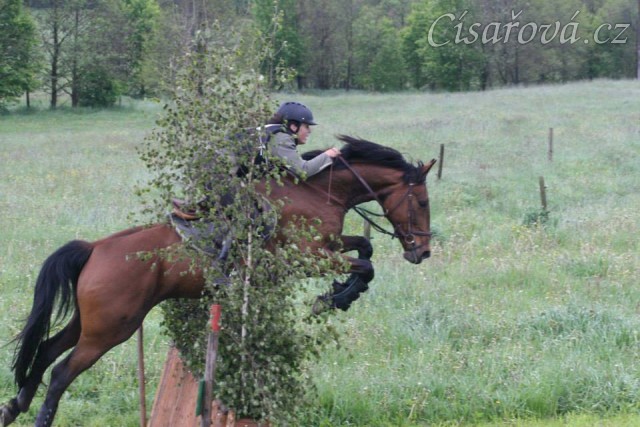 Bára, všestrannost stupně ZL, Borová 18.5.2014