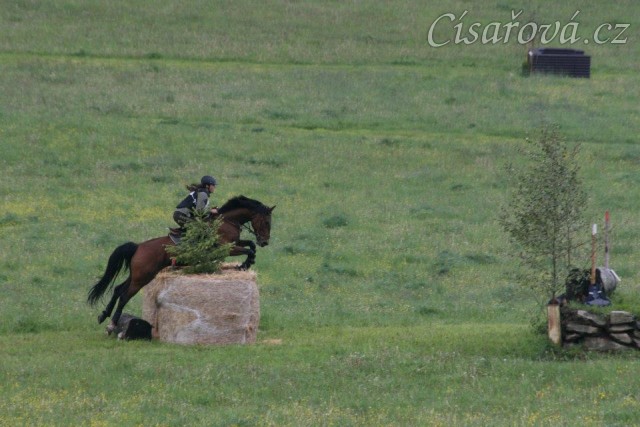 Bára, všestrannost stupně ZL, Borová 18.5.2014