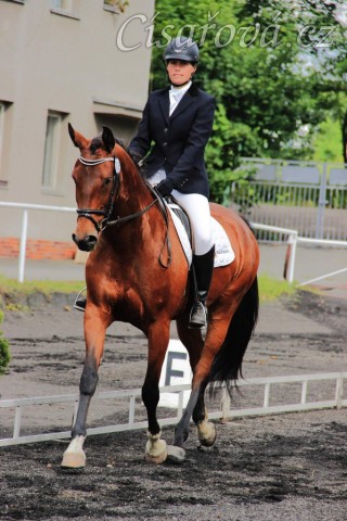 Bára, drezura Z1, Plzeň 14.6.2014