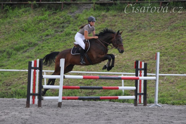 Chesterton, parkur stupně Z, Plzeň 31.5.2014. Foto Jitka Kreidlová