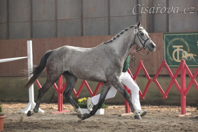 Vesna na finále skoku ve volnosti 4letých klisen v Tlumačově, kde získala 4. místo