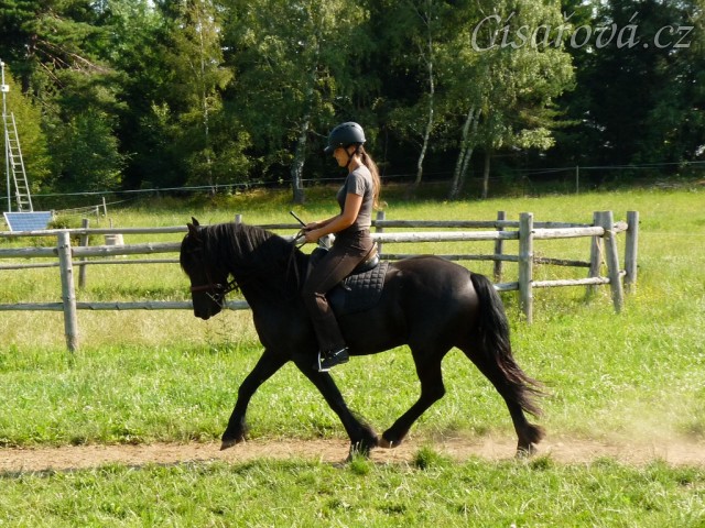 Gvennie Goodshapes, čtyřletá fríská klisna a příprava na drezurní závody