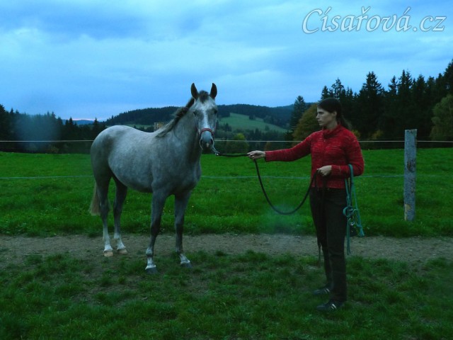 Lanna, dvouletá klisna ČT