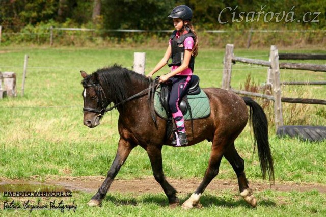 Čtyřletý WPBr Gimli při práci na jízdárně