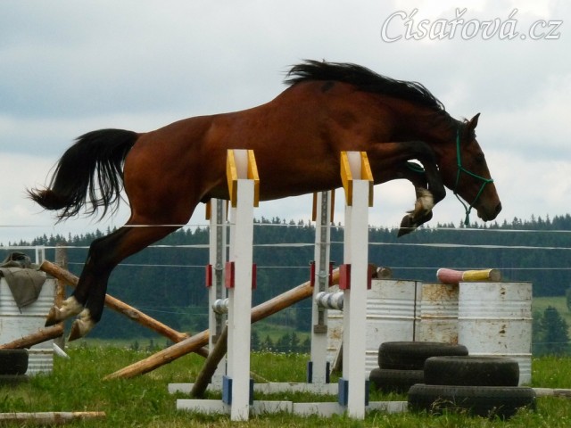 Dvouletý Baloo (z naší Báry po Cascavello))