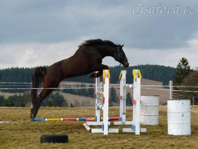 šestiletá Fivitas Dei a skok 135cm