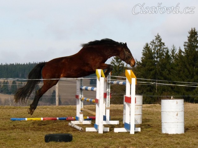 Čtyřletá Ascara a skok 130cm
