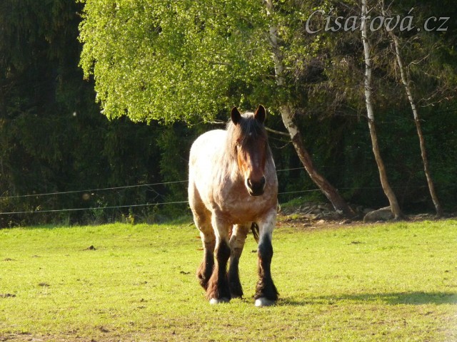 Tříletá Fiona, Ardenský kůň