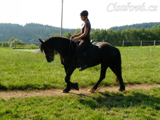 Čtyřletá fríská klisna Gvennie Goodhapes