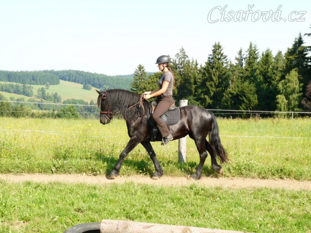Čtyřletá fríská klisna Gvennie Goodhapes