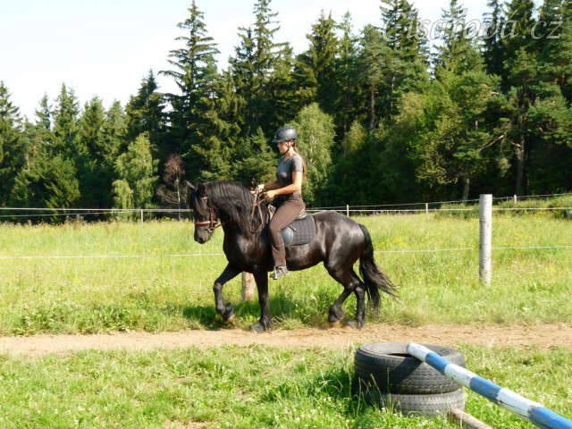Čtyřletá fríská klisna Gvennie Goodhapes