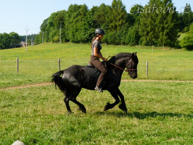 Čtyřletá fríská klisna Gvennie Goodhapes