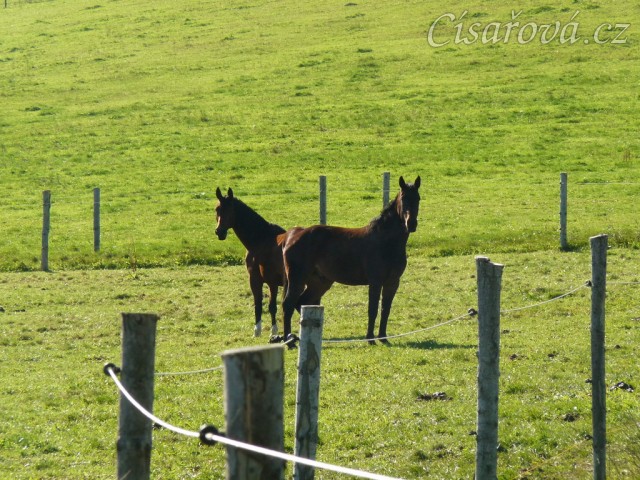 Valaši na podzimní pastvině