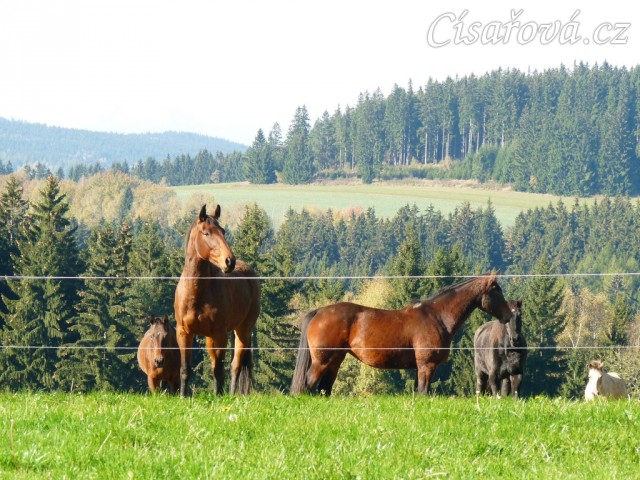 Klisny na pozdimní pastvině