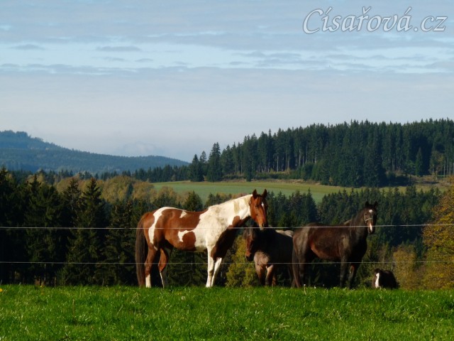 Klisny na pozdimní pastvině