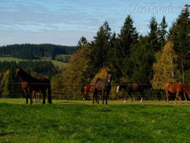 Klisny na pozdimní pastvině