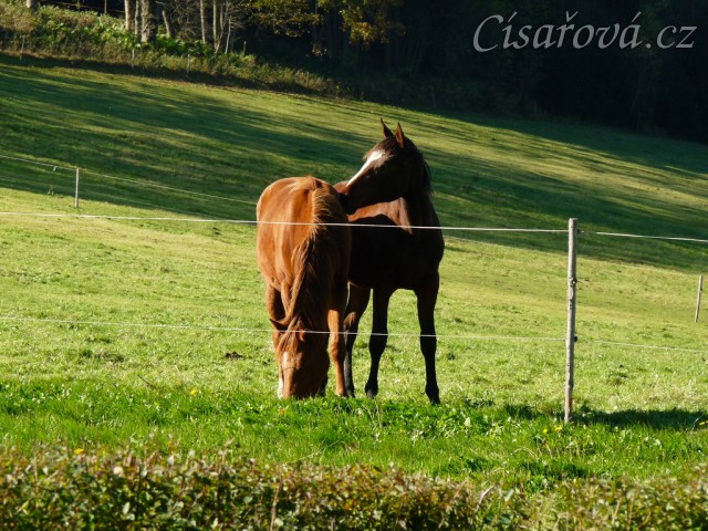 Mladé klisny (dvouletá a roční) na pastvině