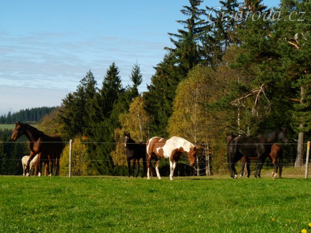 Klisny na pozdimní pastvině