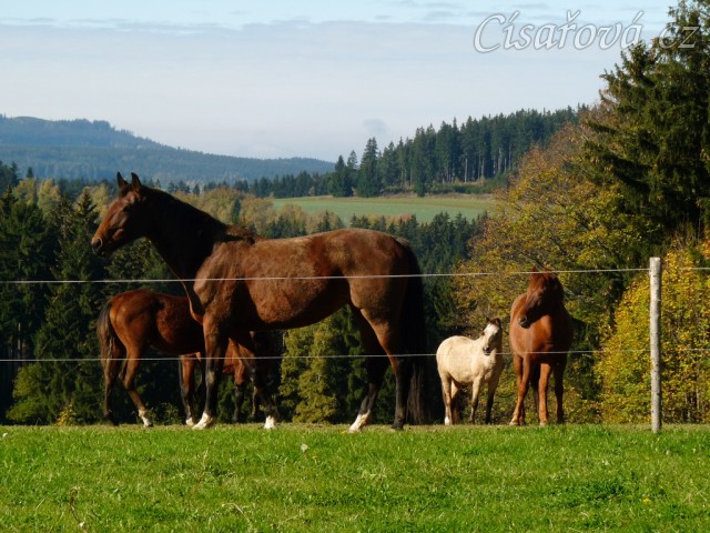 Klisny na pozdimní pastvině