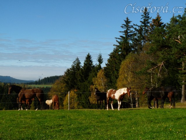 Klisny na pozdimní pastvině