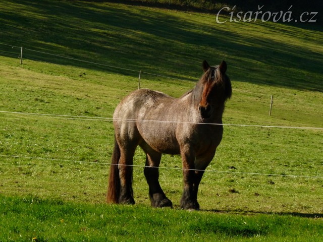 Tříletá Ardenka Fiona
