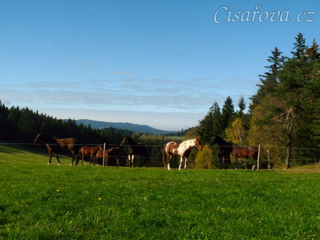 Klisny na pozdimní pastvině