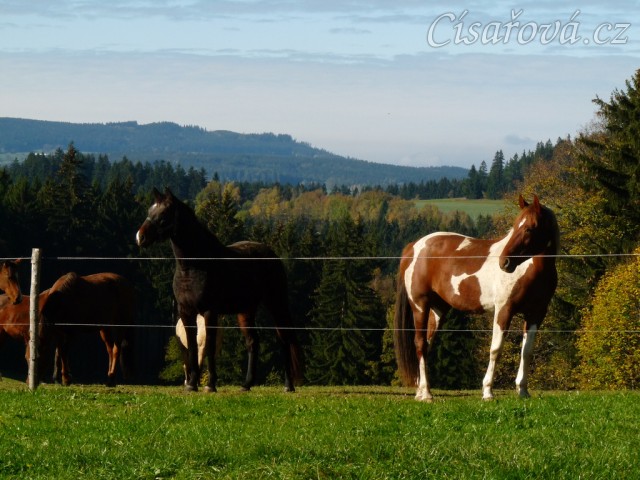 Klisny na pozdimní pastvině