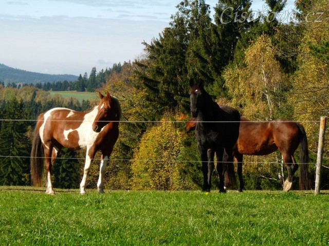 Klisny na pozdimní pastvině