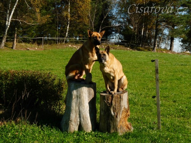 Naši psi na podstavci:-)