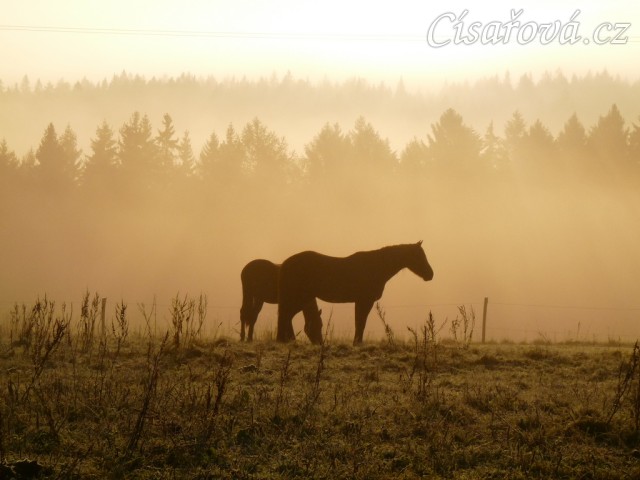 Stádo hřebců, mlhavé podzimní ráno