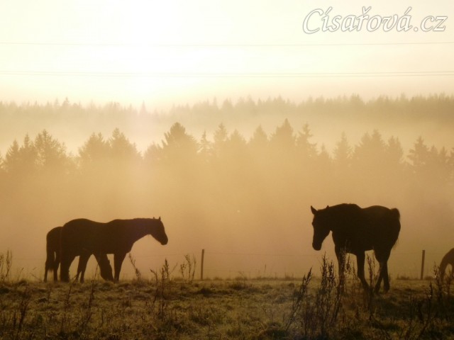 Stádo hřebců, mlhavé podzimní ráno