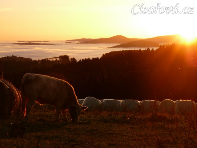 Naše budoucí mlíkárna, podzimní ráno