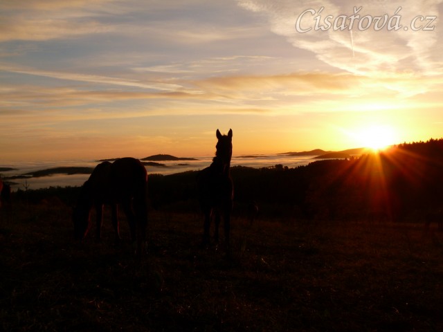 Stádo hřebců, podzimní východ slunce
