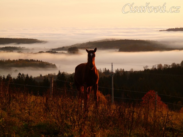 Stádo hřebců, podzimní východ slunce