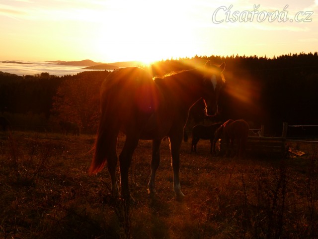 Stádo hřebců, podzimní východ slunce