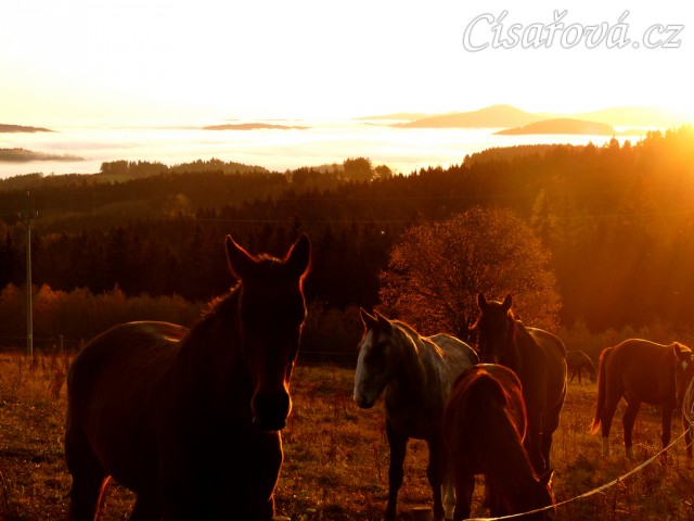 Stádo hřebců, podzimní východ slunce