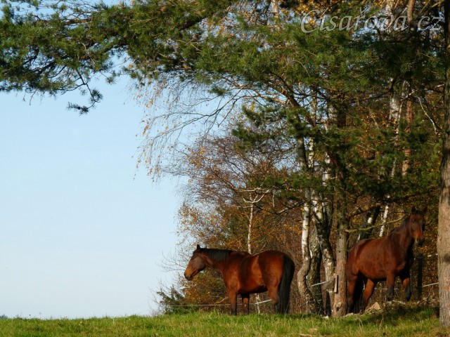 Stádo klisen, podzimní pastviny